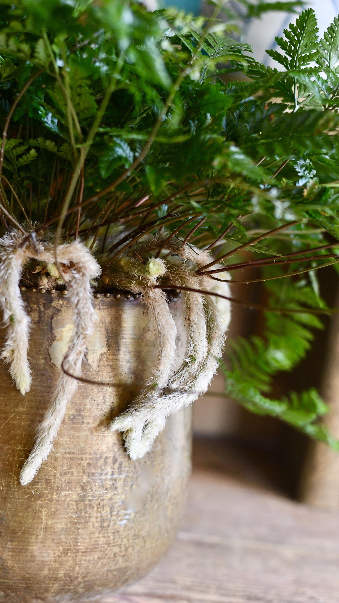 White Rabbit's Foot Fern or Humata Tyermannii