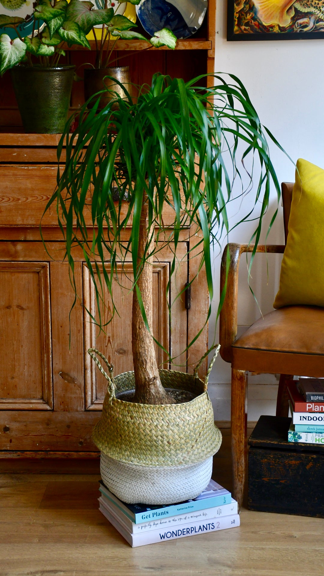 Nolina Recurvata Single Stem | Pony Tail Palm