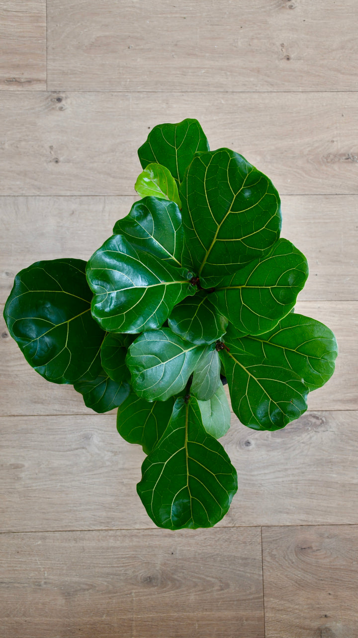 fiddle leaf fig tree bonsai Bonsai Fig Tree | Ficus Retusa