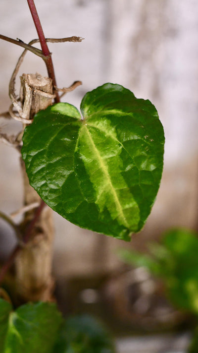 Piper Betle Variegata