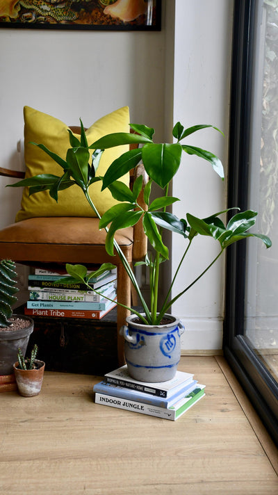 Small Philodendron Goeldii