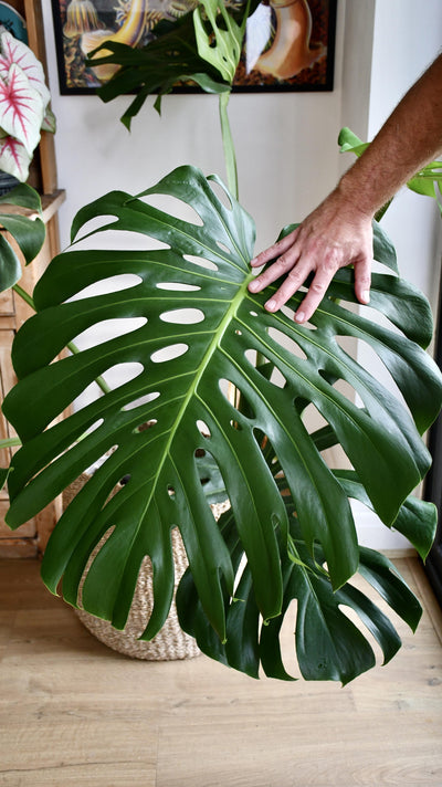 XXL Monstera Deliciosa - Elegant Stem Form