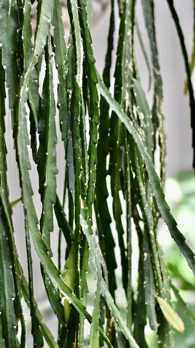 Lepismium cruciforme