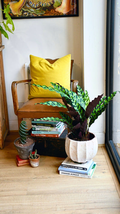 Large Rattlesnake Plant (Calathea Lancifolia)