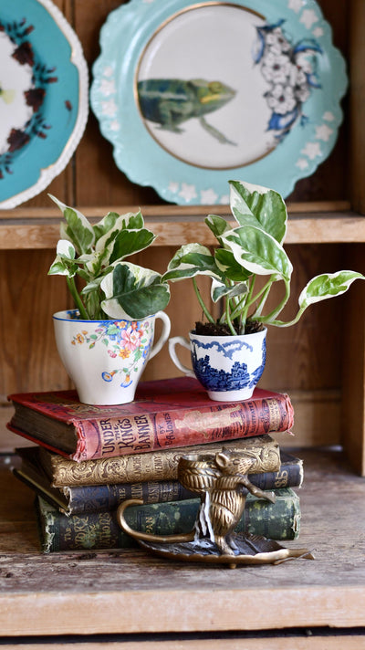 Small Epipremnum Aureum 'NJoy' (Devils Ivy, Pothos)