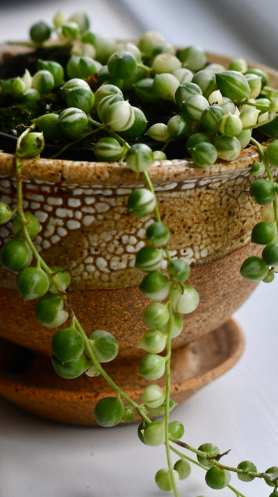 Variegated String of Pearls