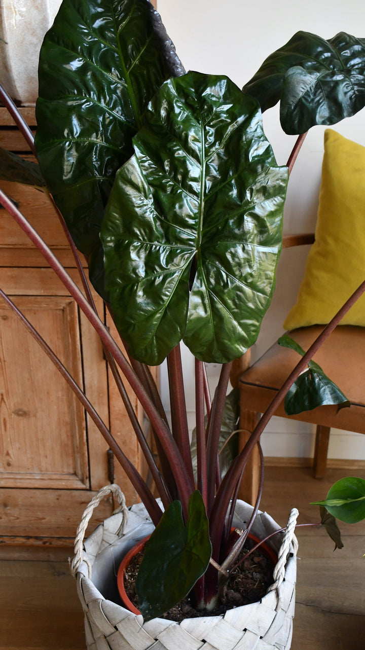 yucatan princess plant indoor care Alocasia Sarawakensis 'Yucatan Princess'