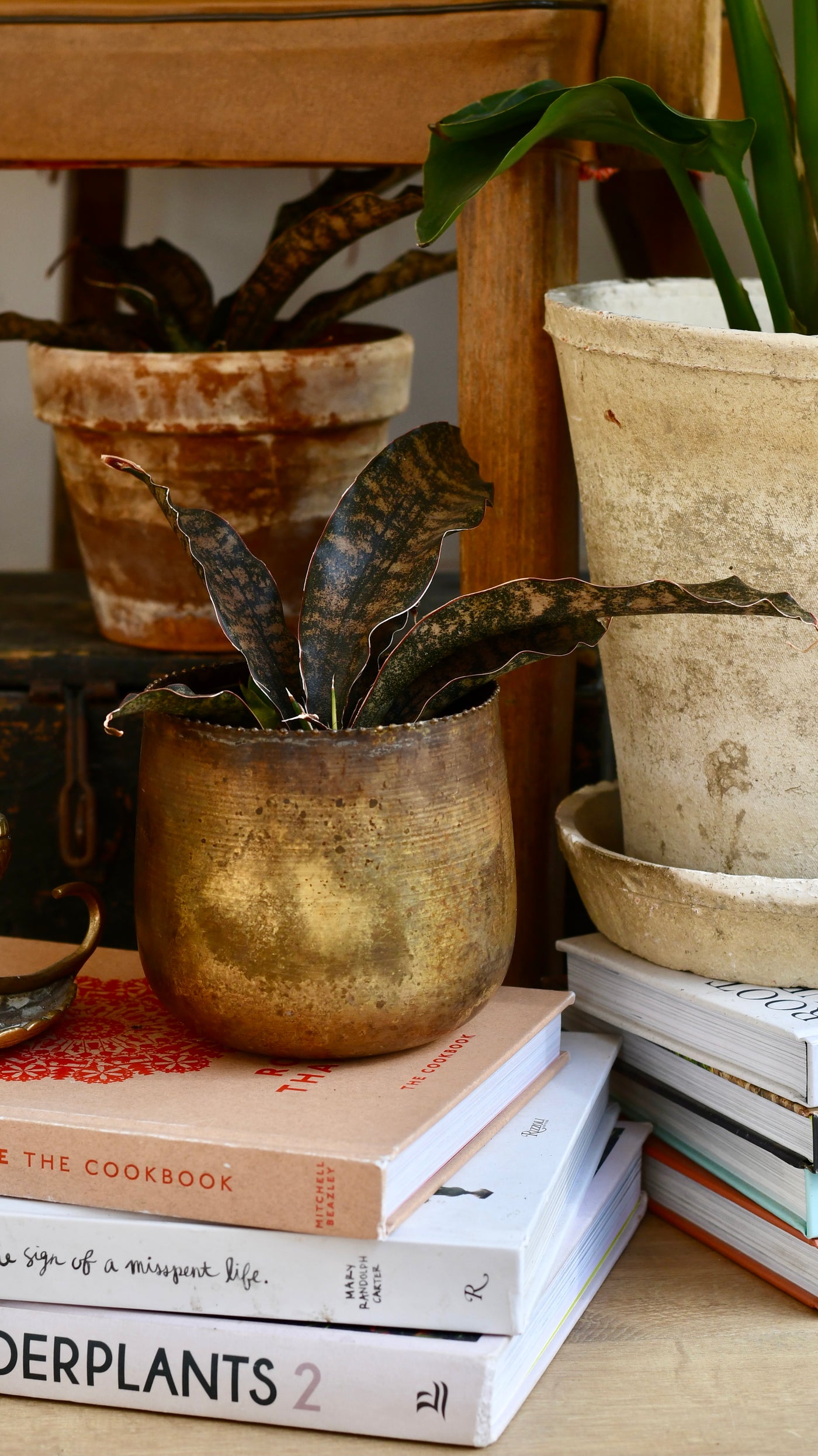 Sansevieria Kirkii Coppertone *Rare*