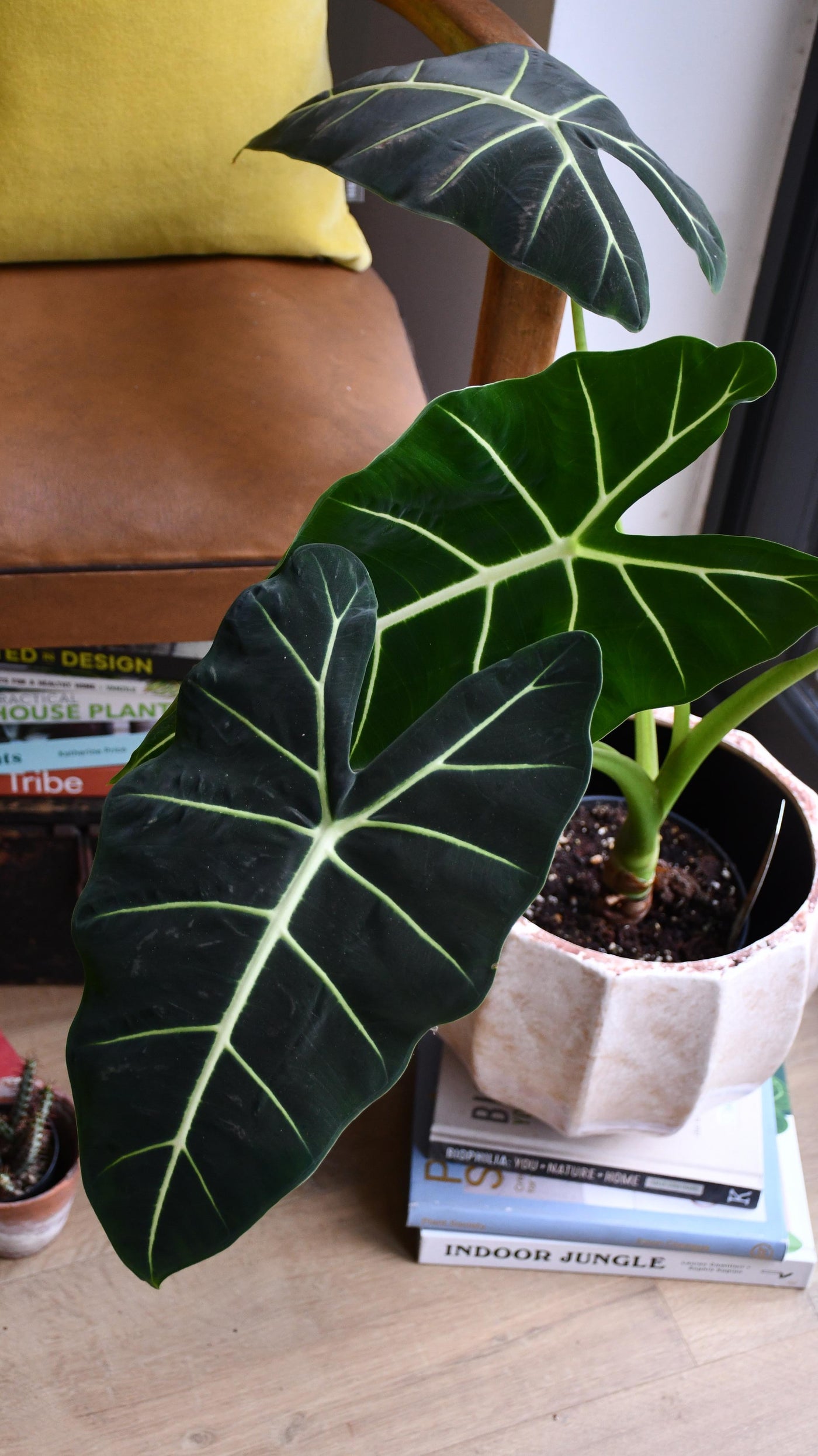 Alocasia Micholitziana ‘Frydek’