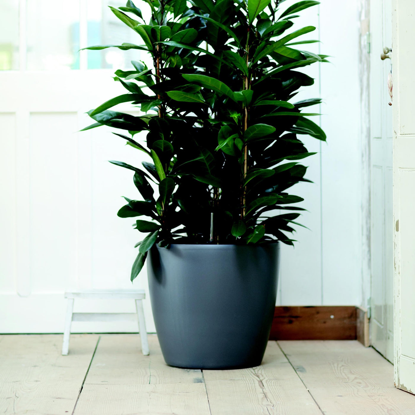 tall indoor plant pots uk Brussels Round Plant Pot 35cm
