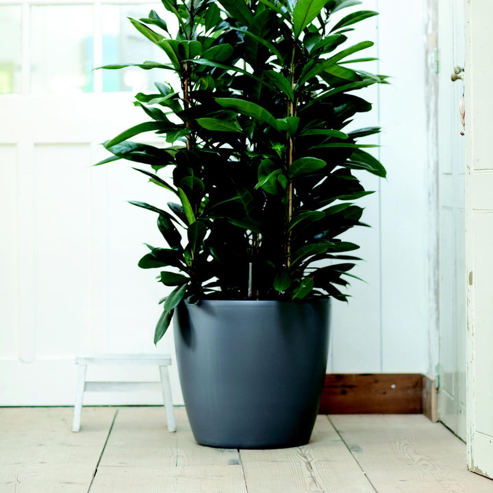 Brussels Round Plant Pot 40cm (Large Indoor Plant Pots)  Happy Houseplants