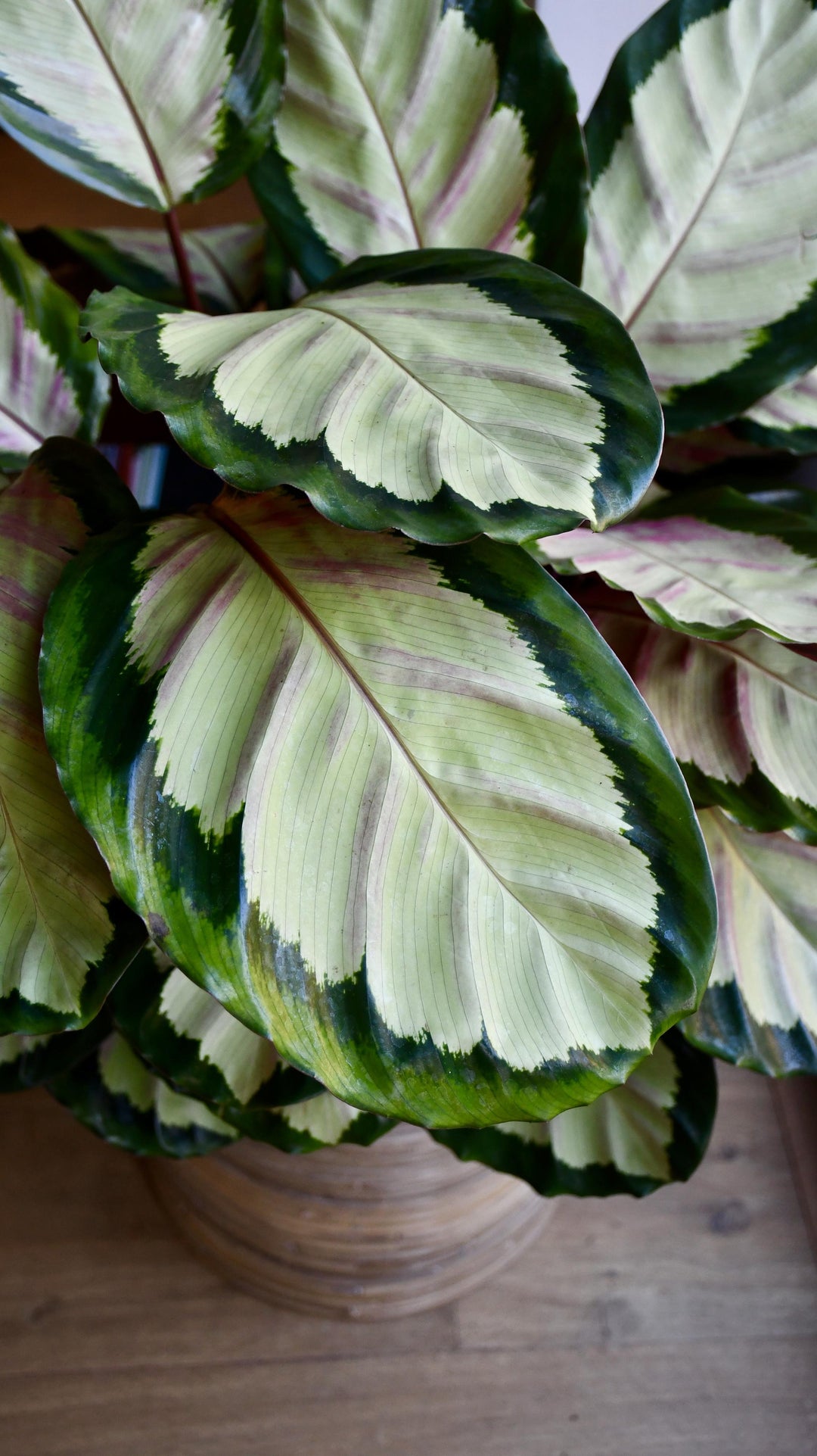 XL Calathea Rosea-picta Silvia  Happy Houseplants