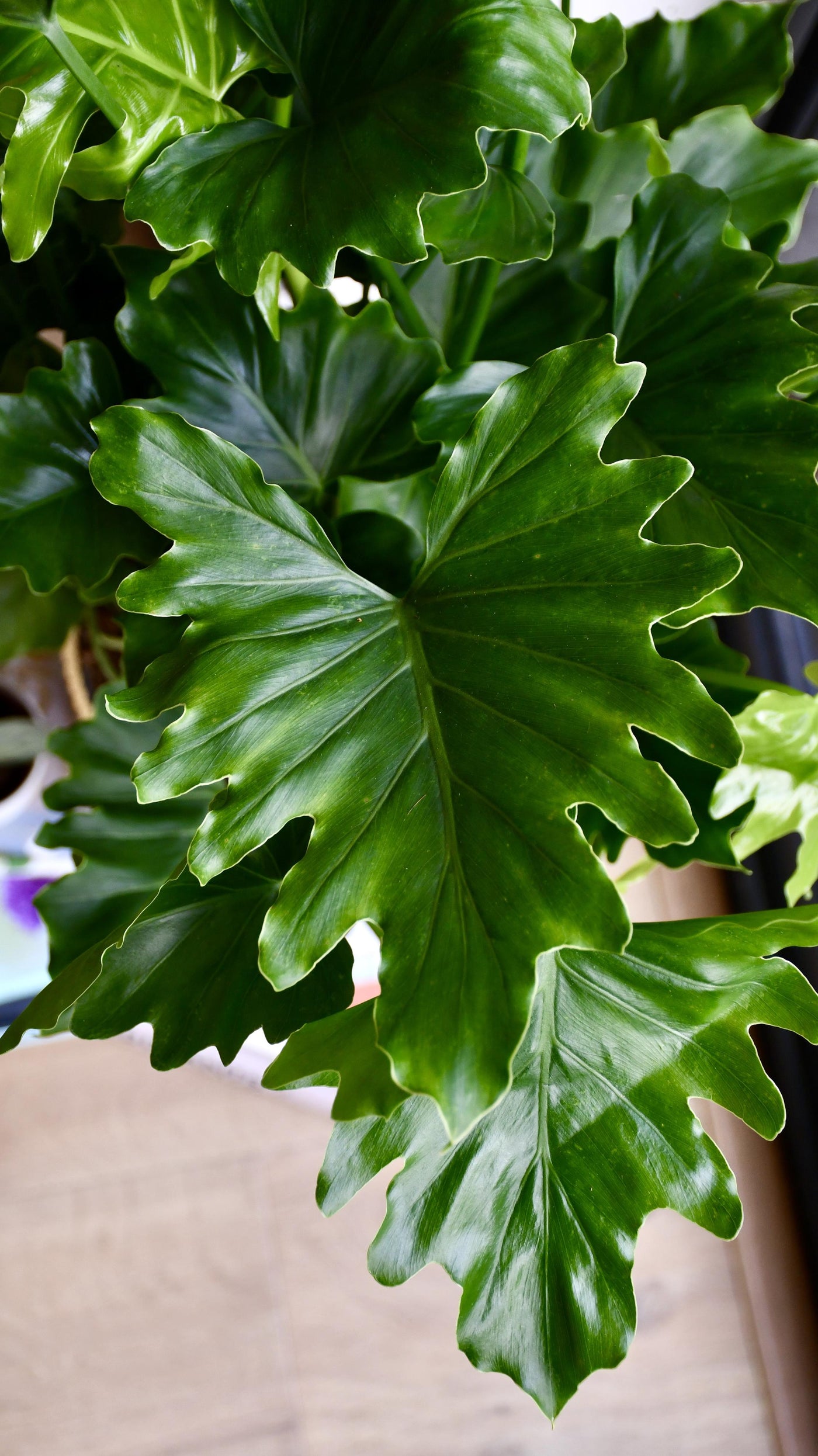 Philodendron Bipinnatifidum or Philodendron Hope & Pot