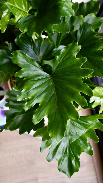 Philodendron Bipinnatifidum or Philodendron Hope & Pot