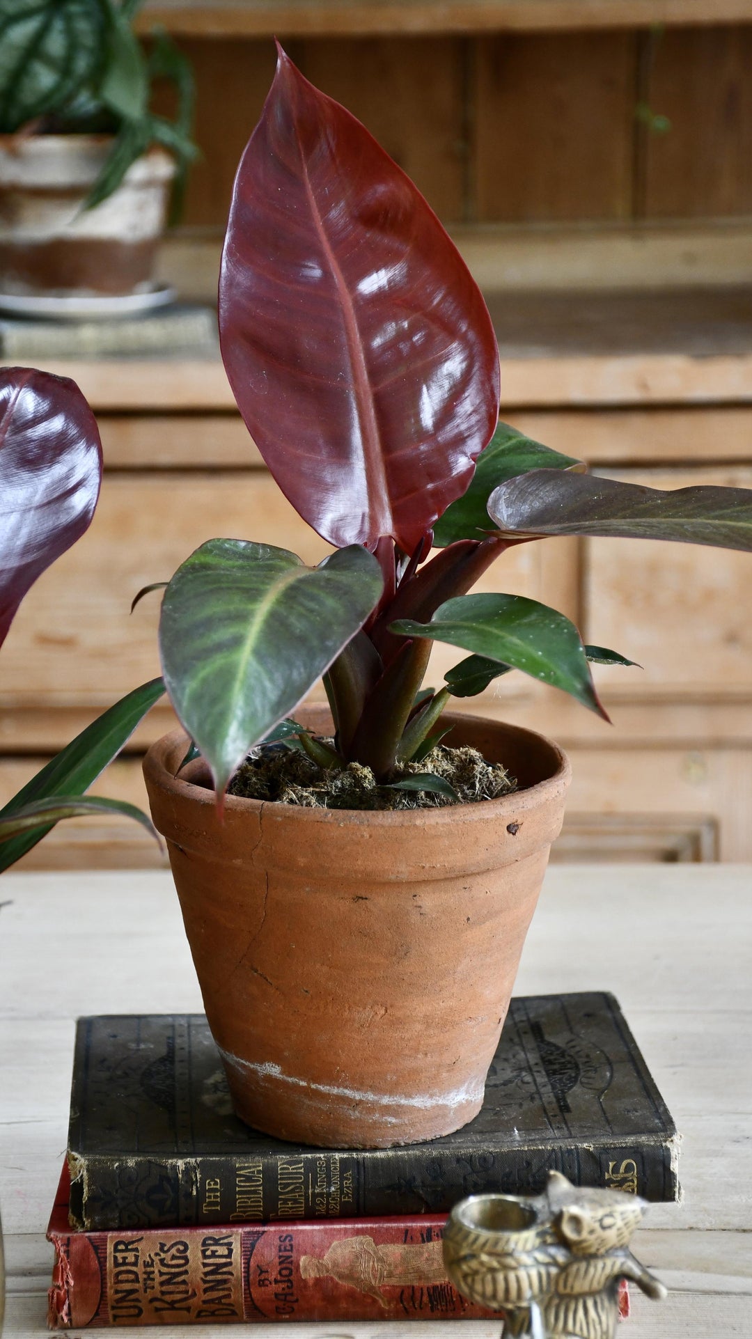 philodendron red brown Philodendron Red | UK Delivery
