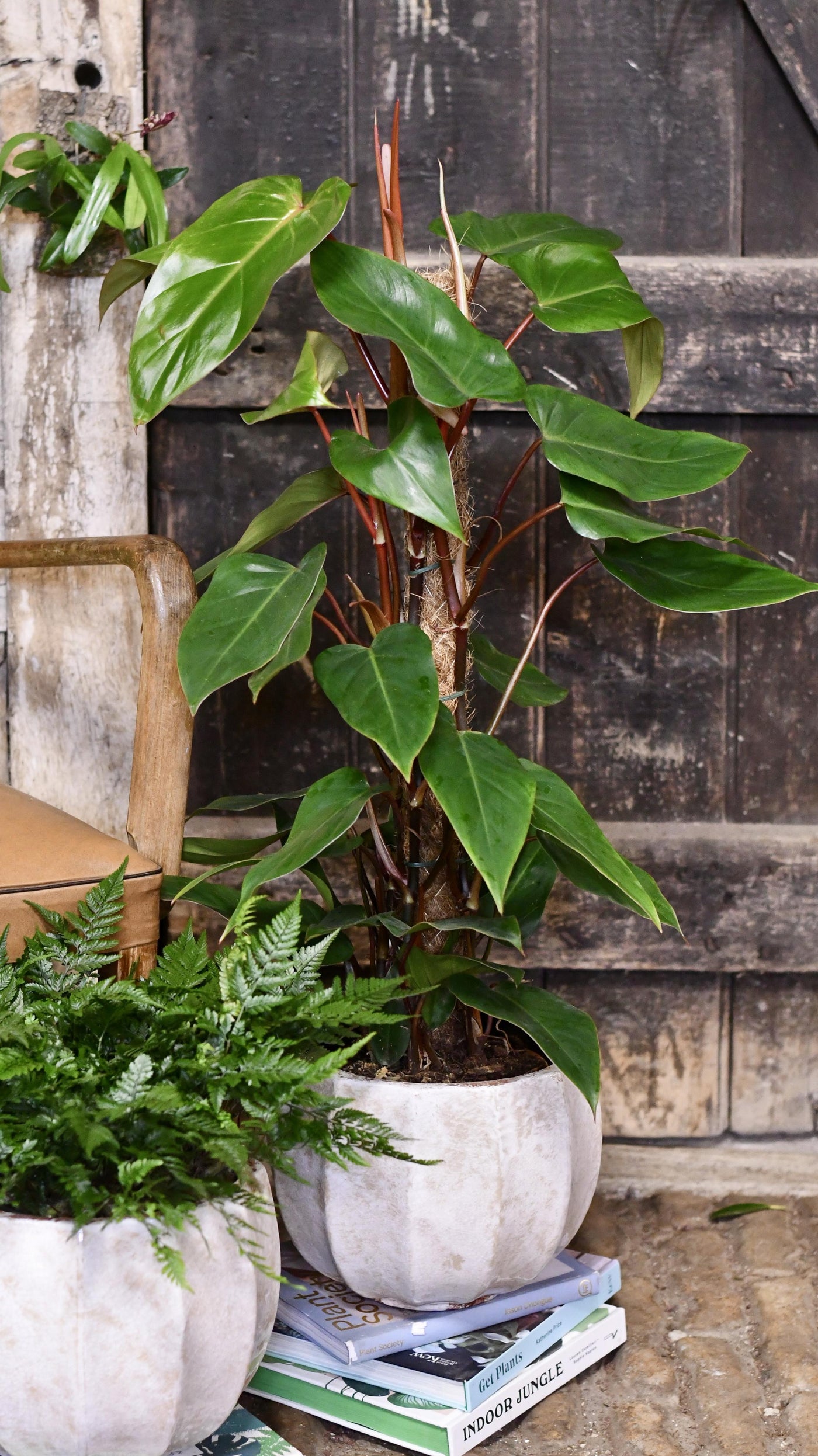 philodendron for sale uk Philodendron Red Emerald – Happy Houseplants