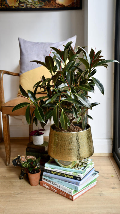 Ficus Melany Mangrove (Rubber plant)