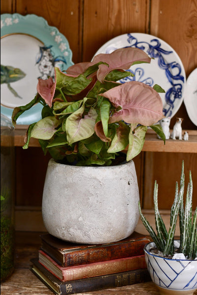 Syngonium Pink Podophyllum - Neon Robusta