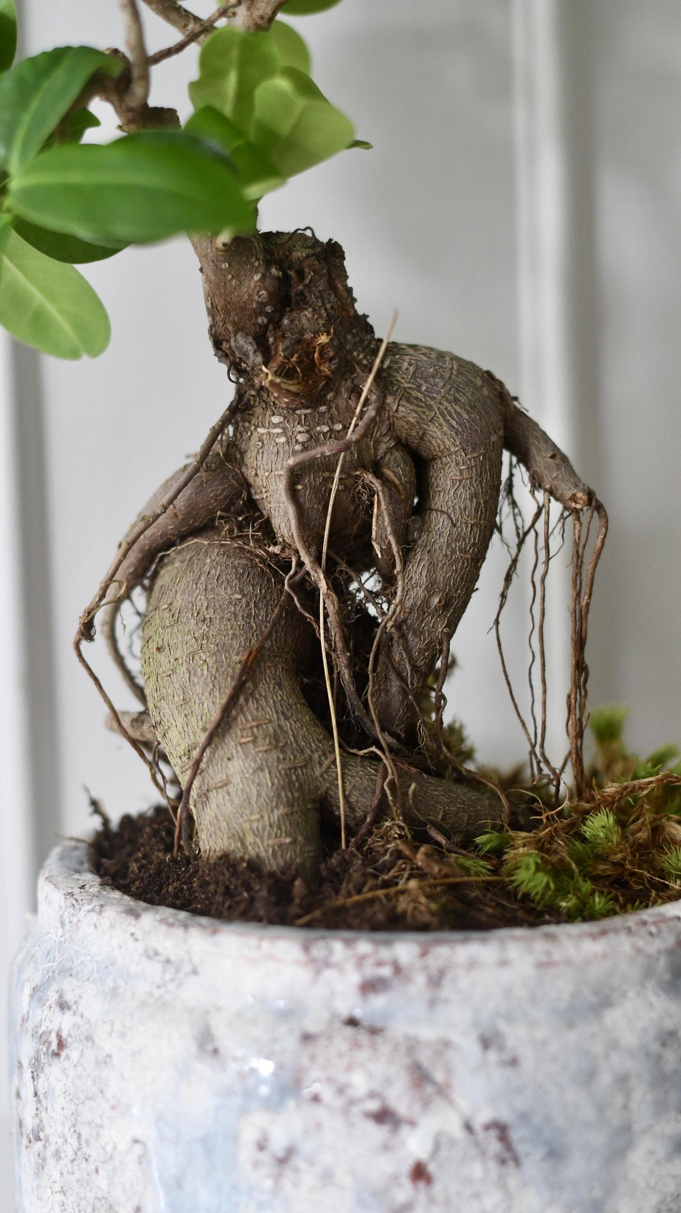 Ficus Retusa (Ginseng Bonsai Tree)