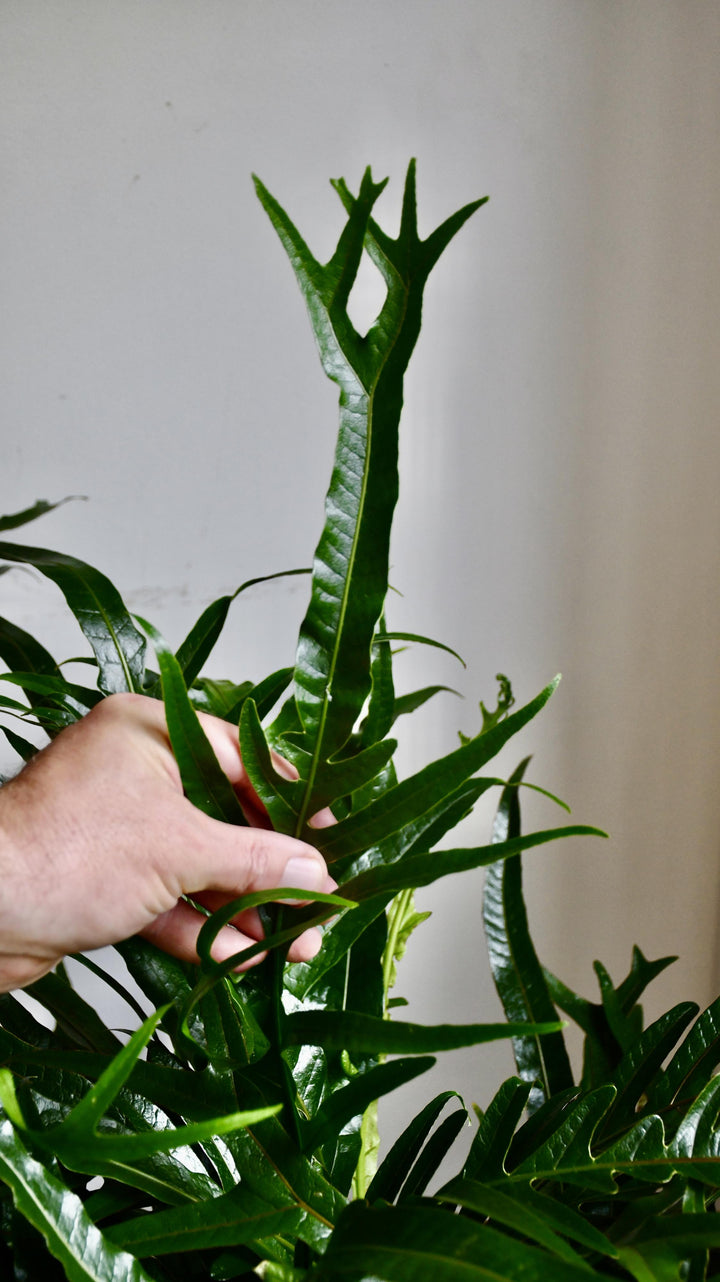 snake fern plant XL Aglomorpha Coronans
