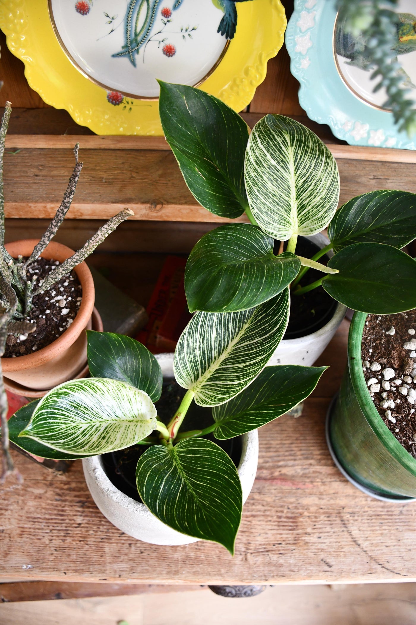 Philodendron Birkin - White Measure