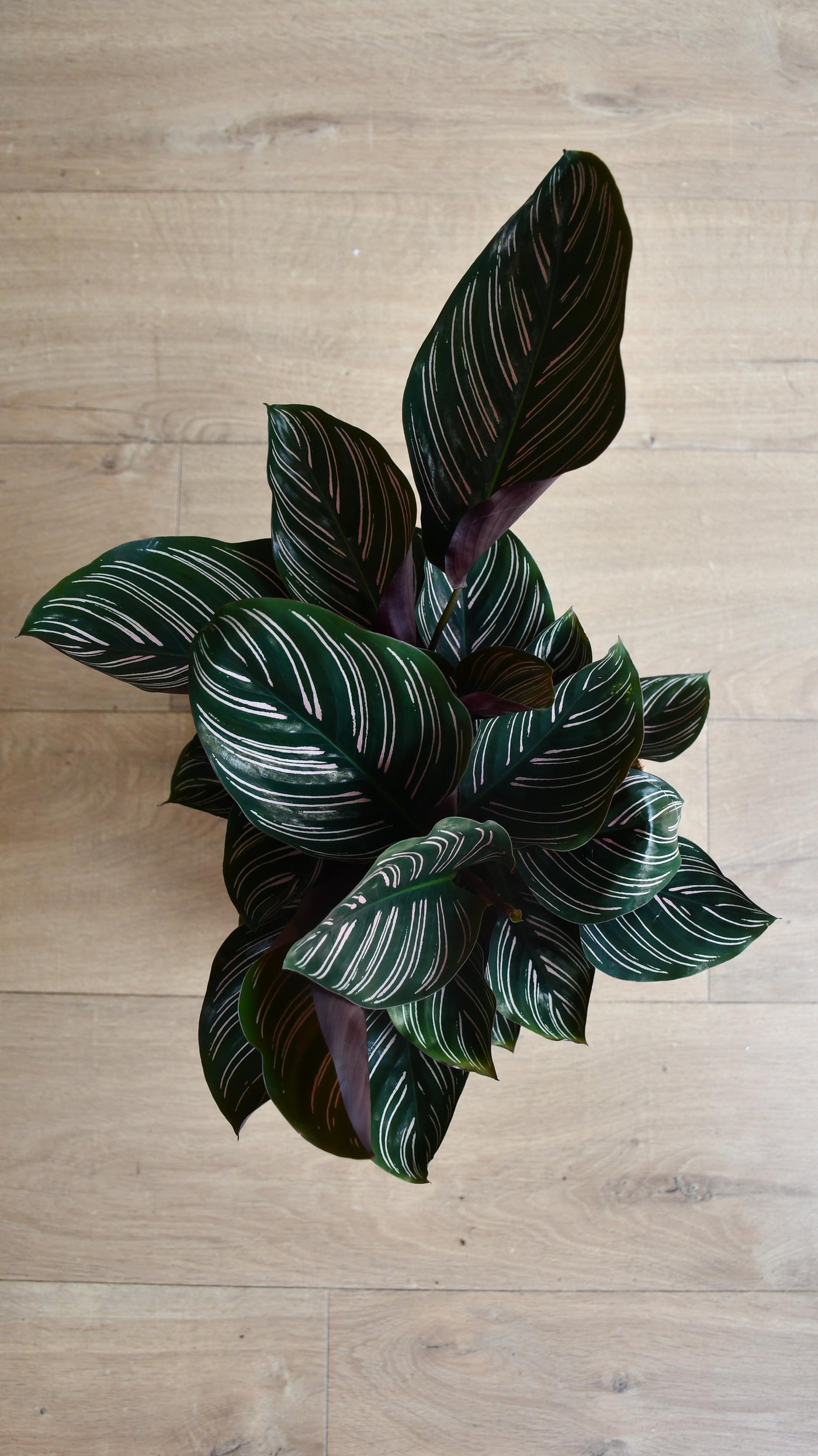 Calathea Sanderiana - Pinstripe - Prayer Plant