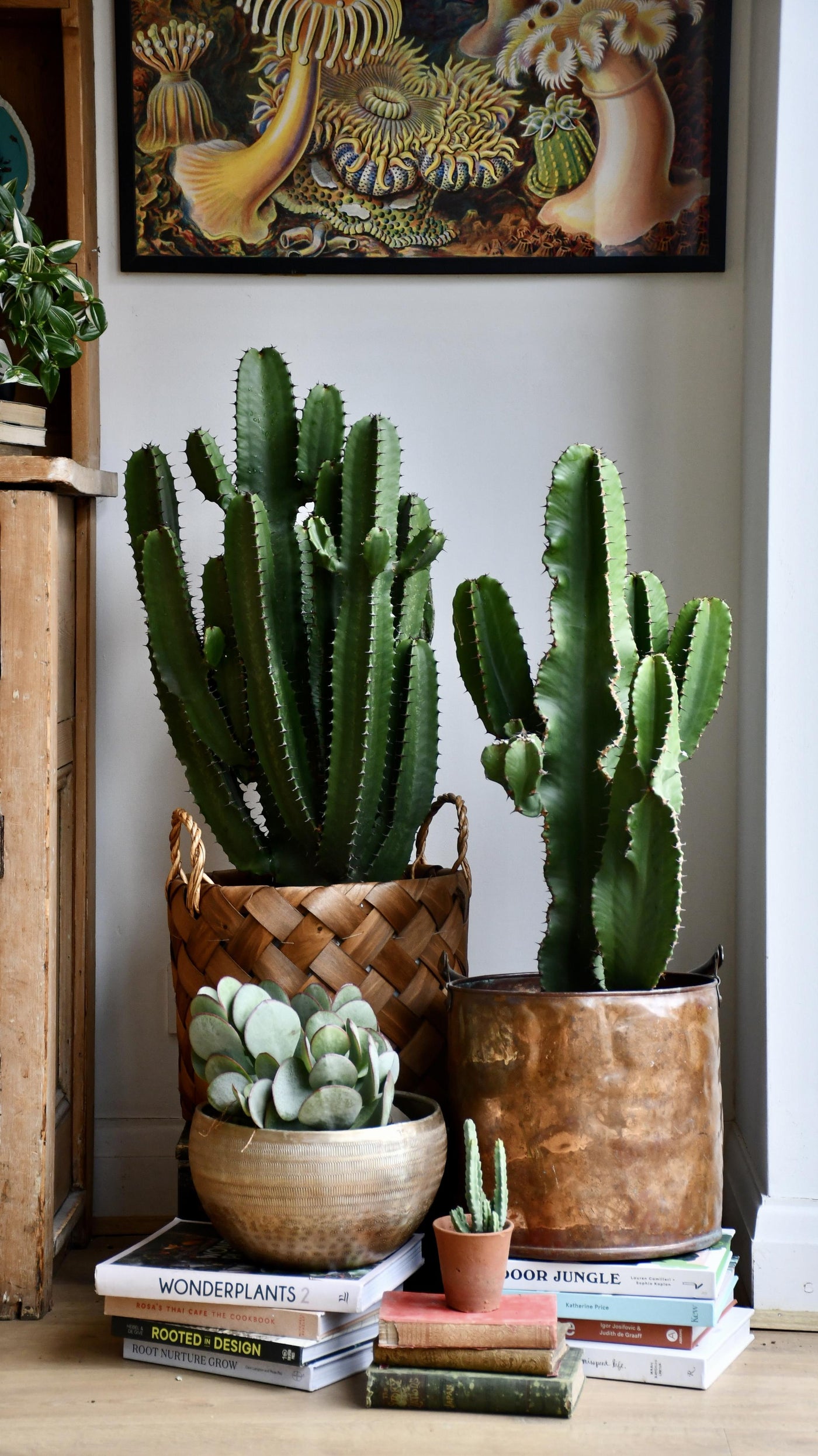 Euphorbia Erytrea