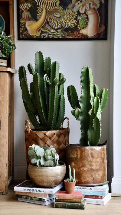 Euphorbia Erytrea