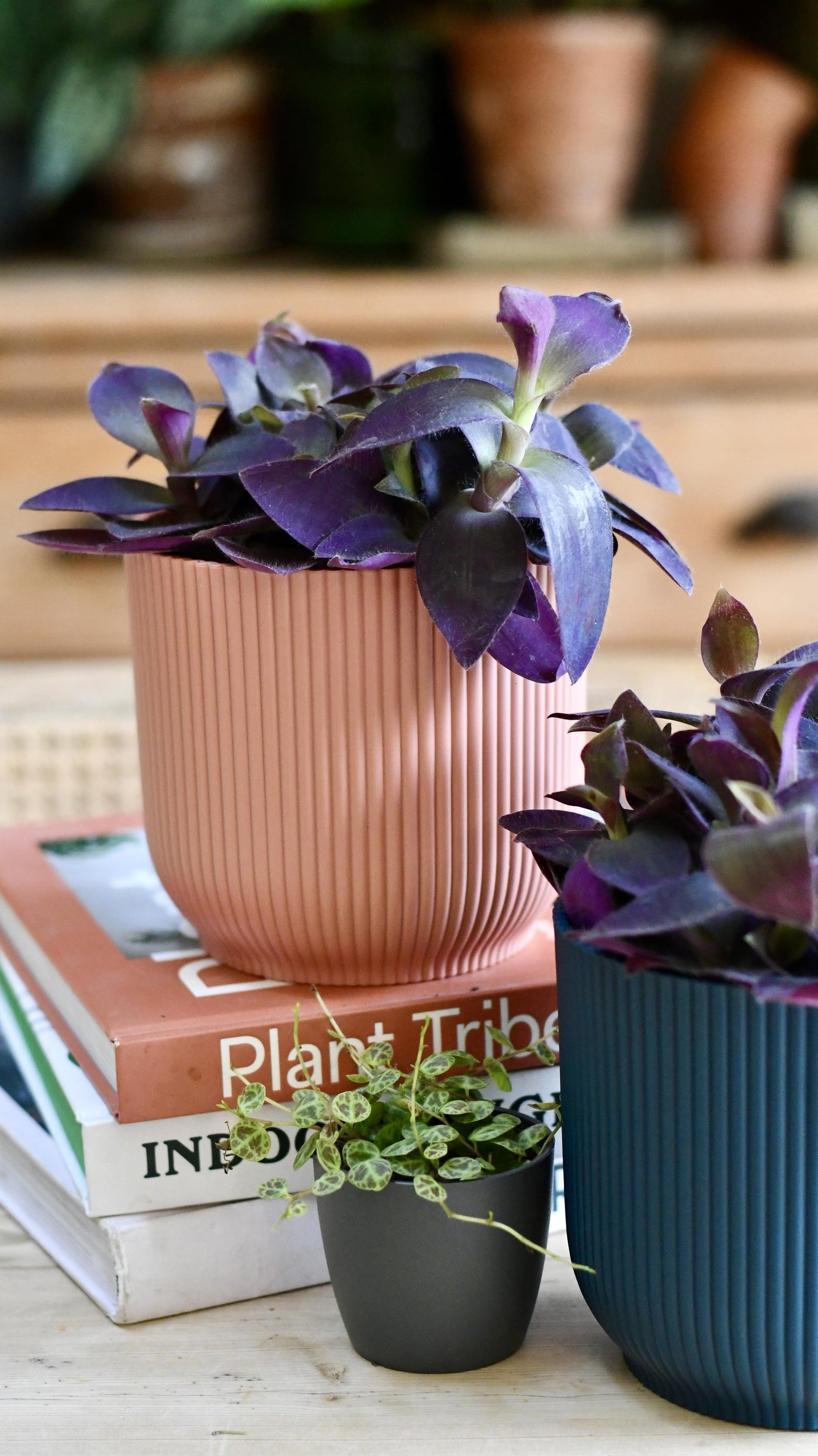 Tradescantia pallida 'Purpurea' (Purple Heart) & Vibes pot