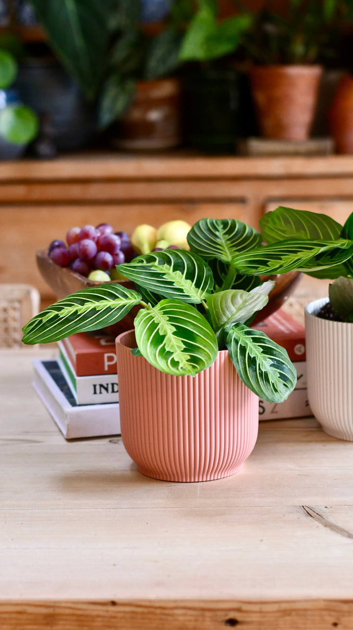 marisela prayer plant cats Maranta Leuconeura Marisela