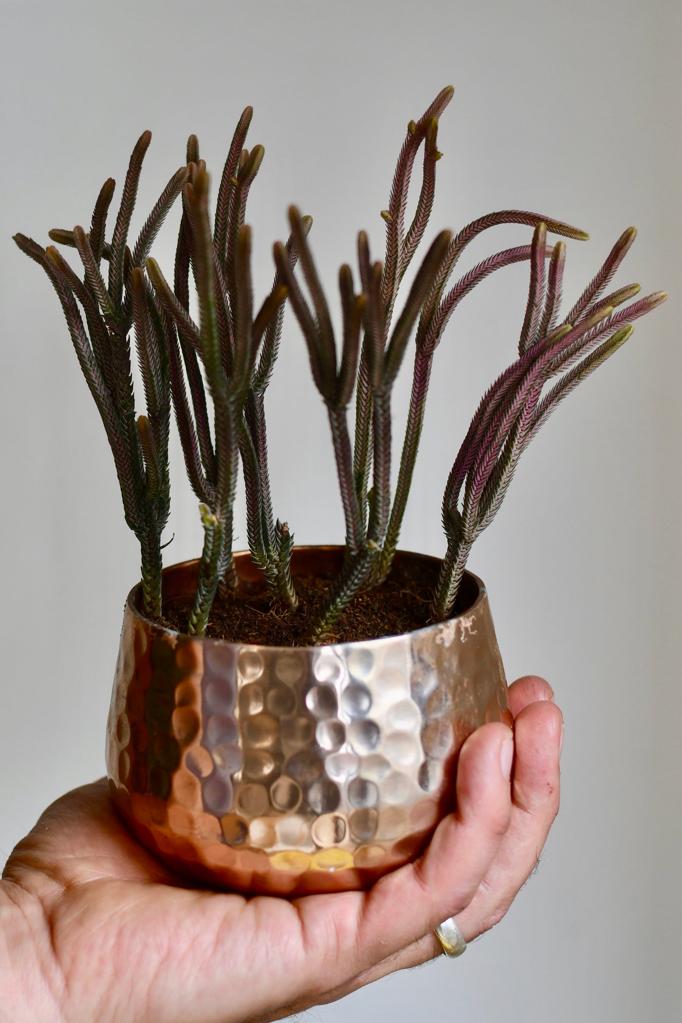 succulent watch chain Watch Chain | Crassula Lycopodioides