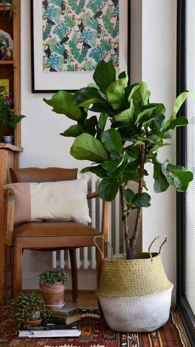 Fiddle Leaf Fig Tree - Ficus Lyrata - Branched