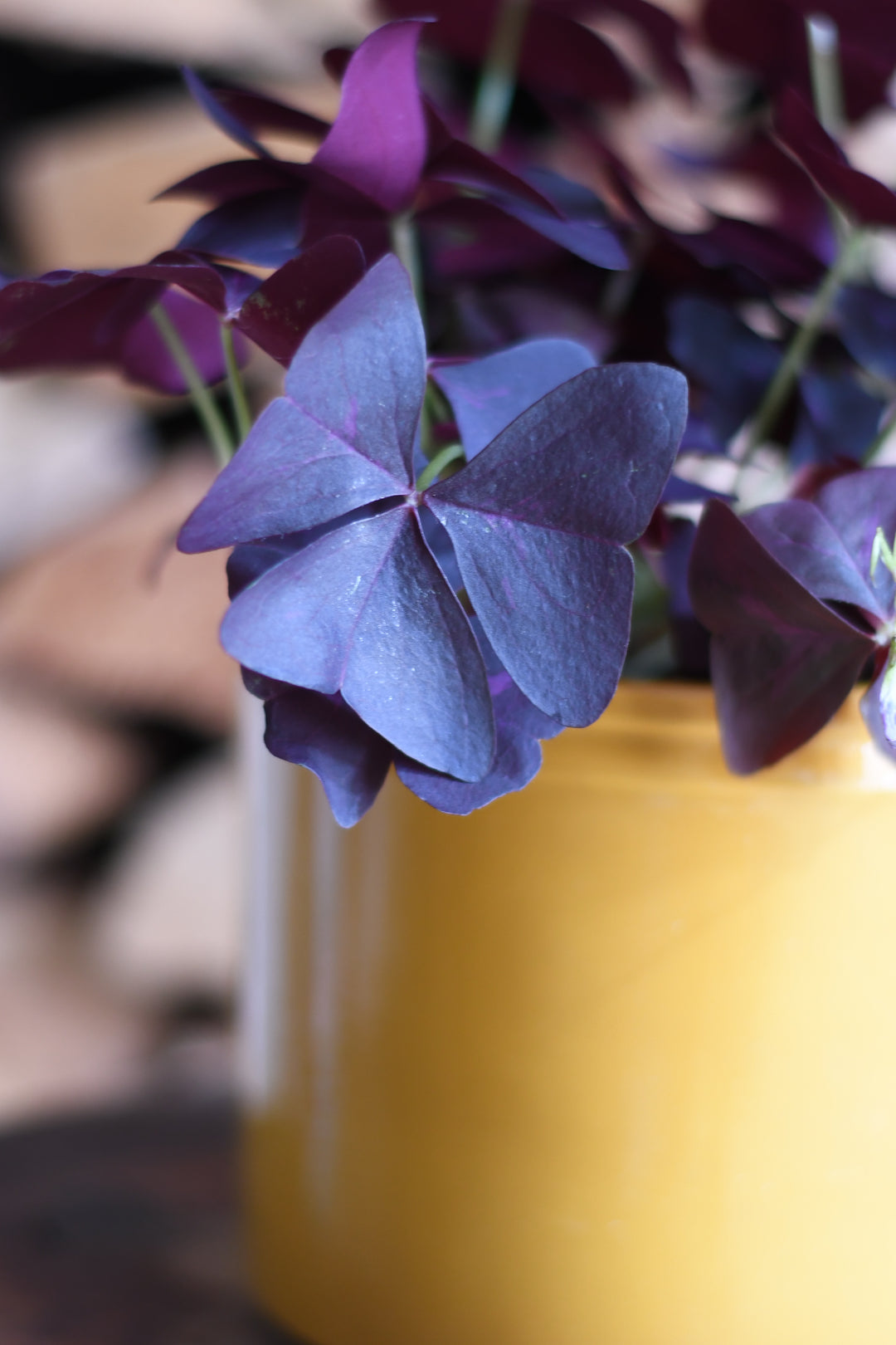 indoor purple shamrock plant Oxalis Triangularis
