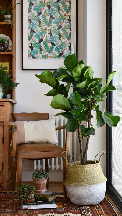 Fiddle Leaf Fig Tree - Ficus Lyrata - Branched