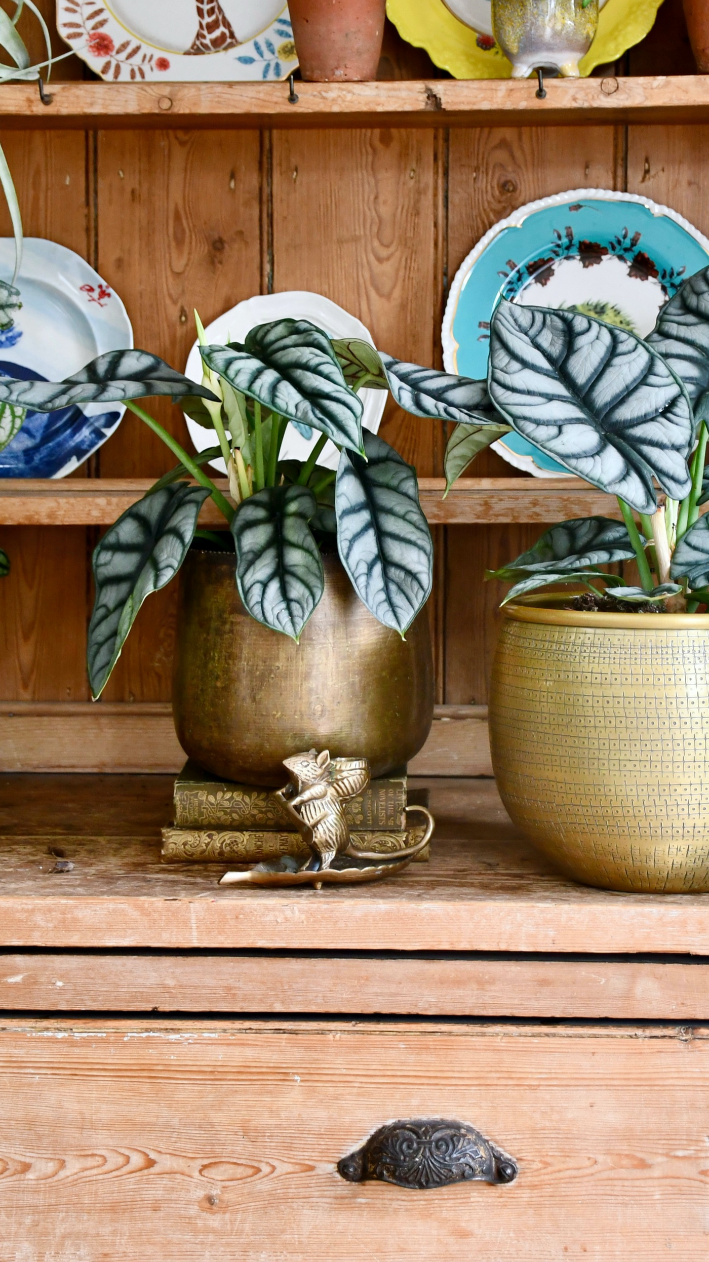 Alocasia Silver Dragon