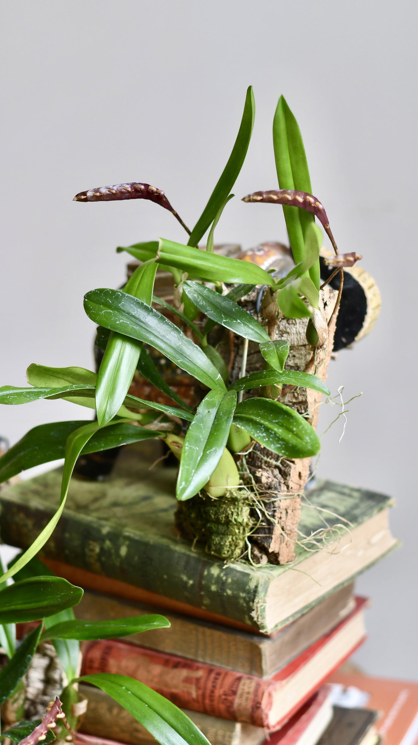 Bulbophyllum Falcatum Orchid