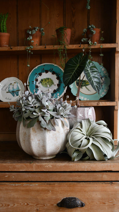 Kalanchoe pumila (Flower Dust Plant)