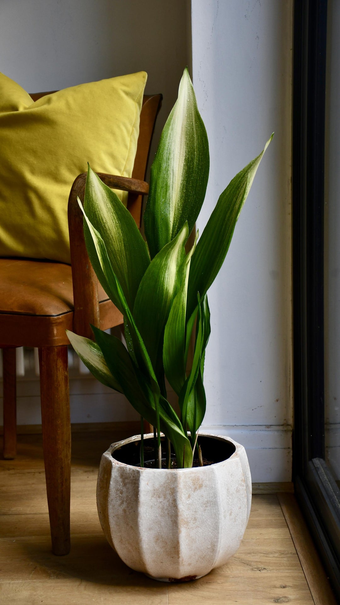 aspidistra asahi Aspidistra Elatior 'Asahi' *Very Rare*