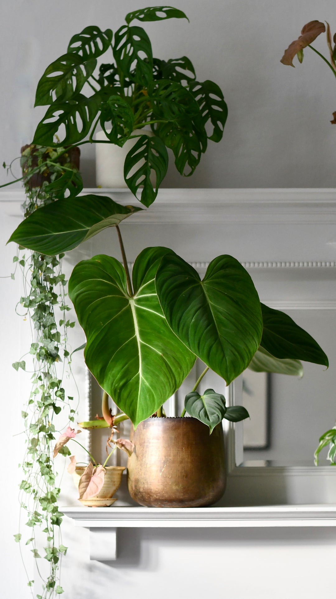 philodendron gloriosum for sale uk Philodendron Gloriosum | Rare Houseplant