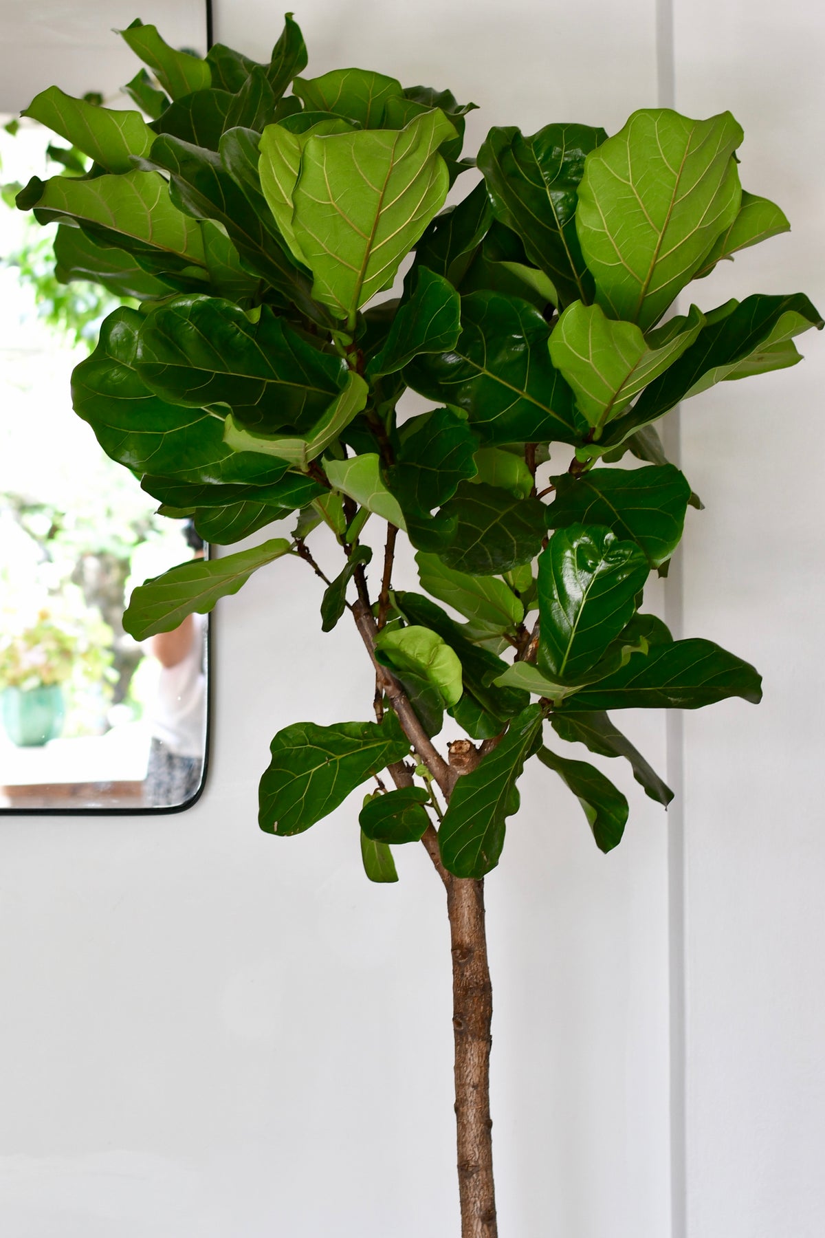 Large Ficus Lyrata Tree Delivered to Your Door Buy Now Happy