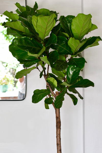 Extra Large Fiddle Leaf Fig Tree (Ficus Lyrata Tree, Lollipop Shaped Tree)