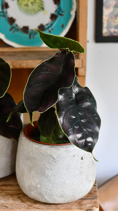 Alocasia Azlanii (Jewel Alocasia 'Red Mambo')