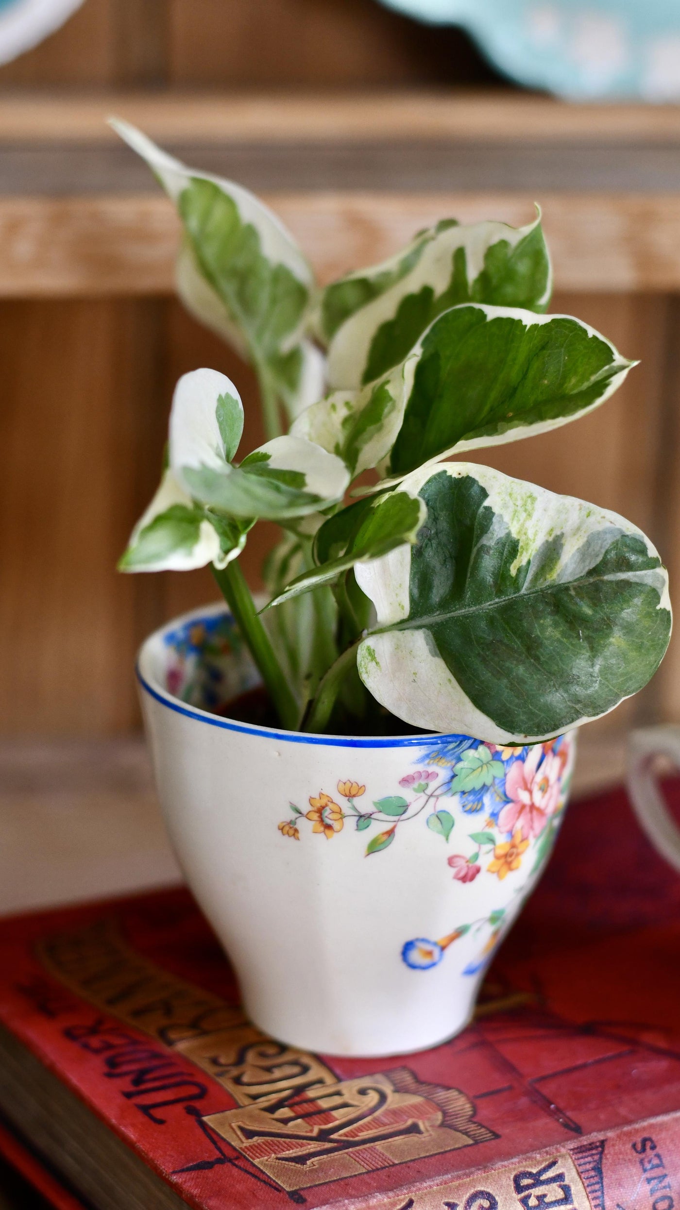 Small Epipremnum Aureum 'NJoy' (Devils Ivy, Pothos)