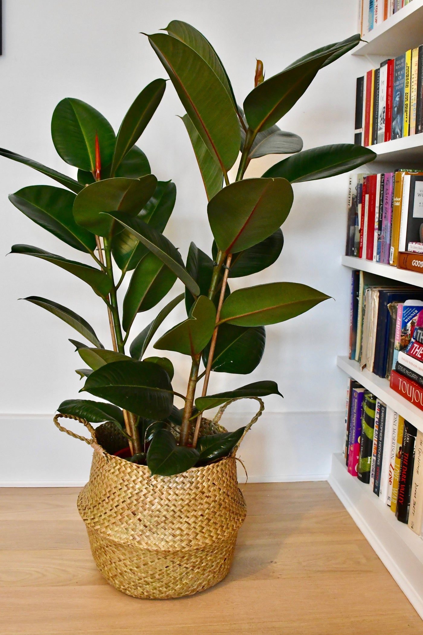 Rubber Plant - Ficus Elastica - Ficus Robusta