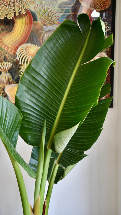 Strelitzia Nicolai - Bird of Paradise