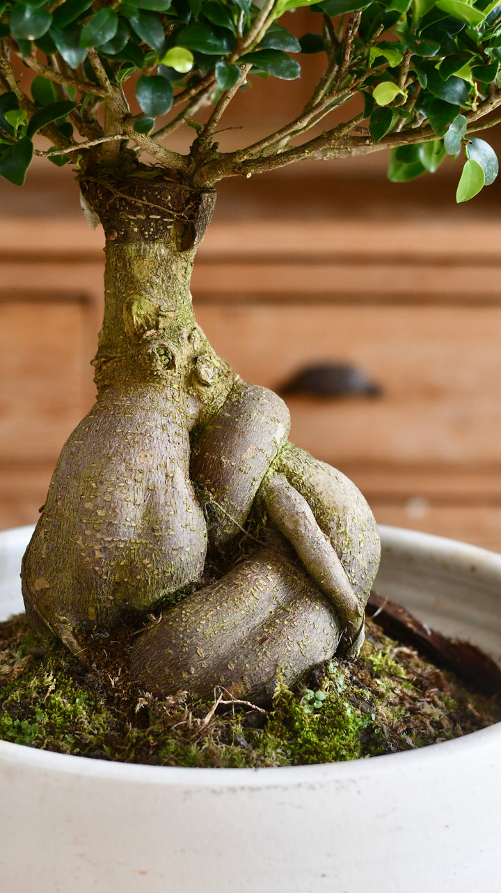 ficus bonsai xxl XL Ficus retusa or 'Ginseng'Bonsai Tree – Happy Houseplants