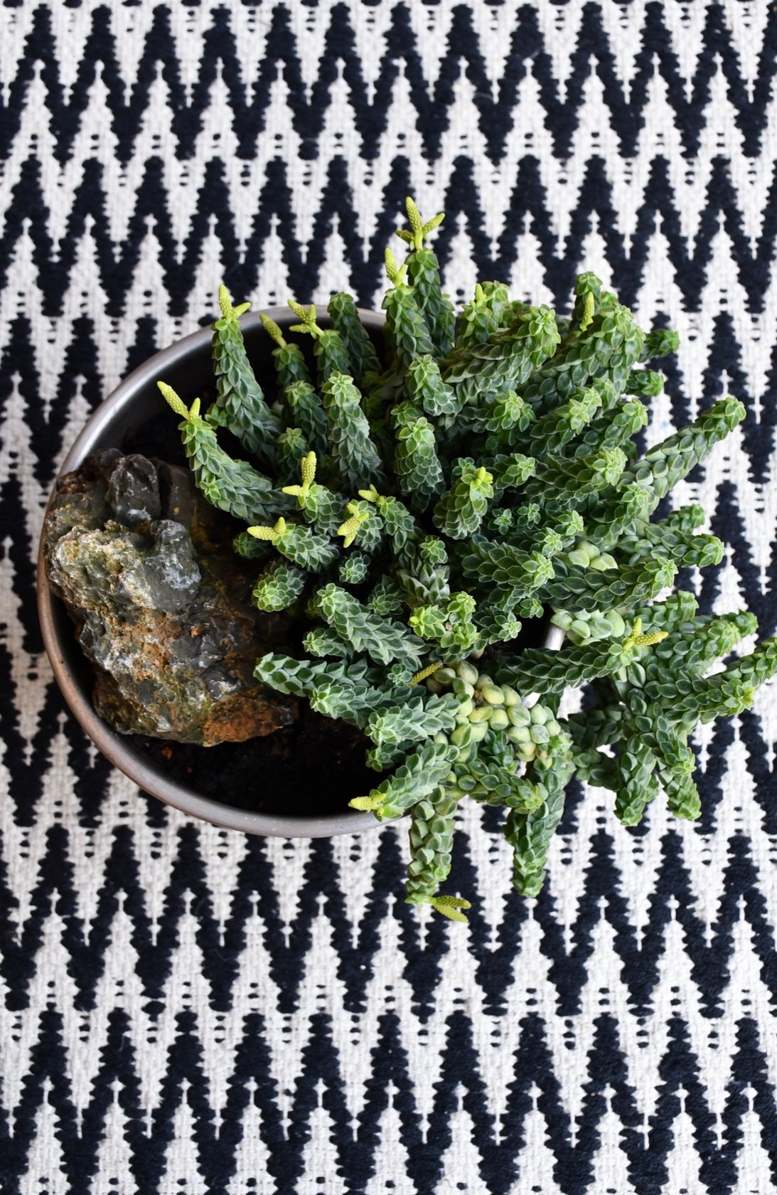 Peperomia Columella