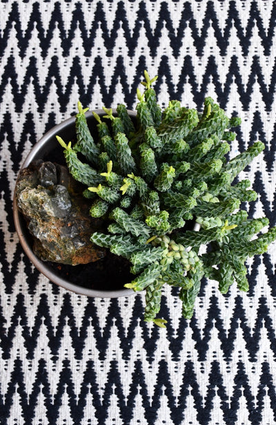 Peperomia Columella