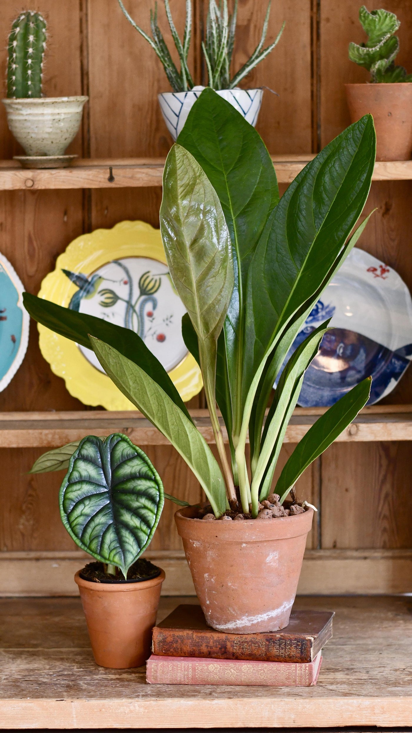 anthurium jungle queen Anthurium Jungle Bush