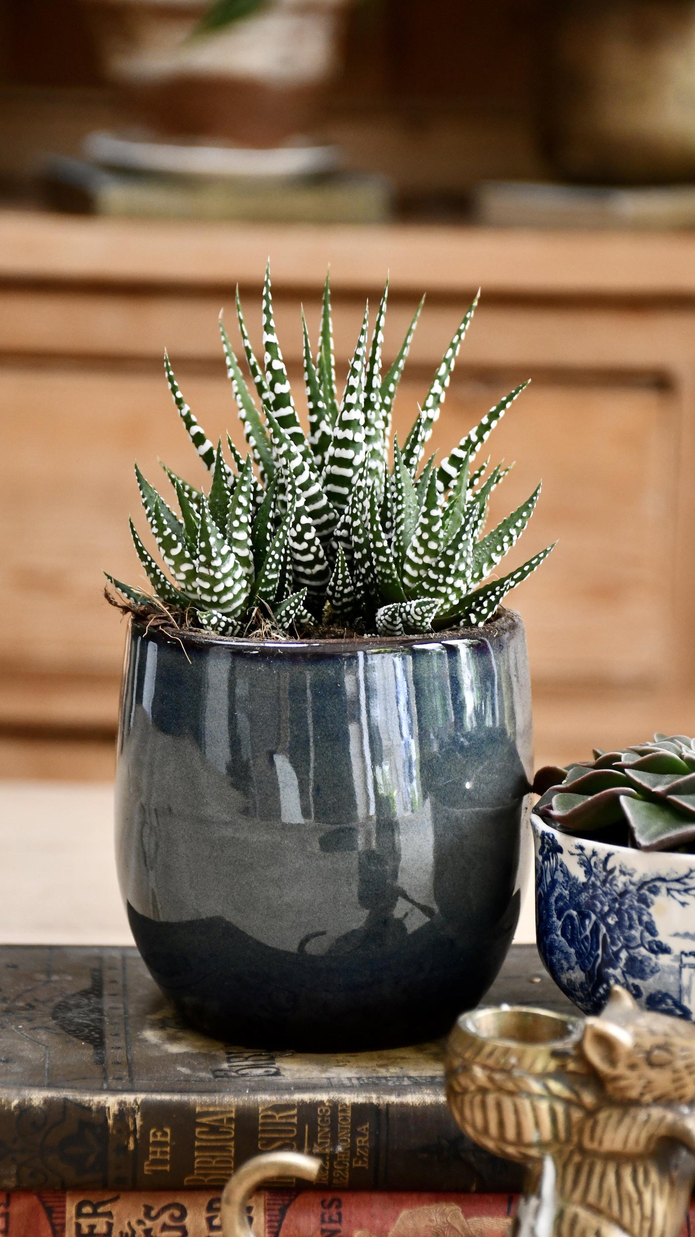 big band succulent Haworthia 'Big Band'